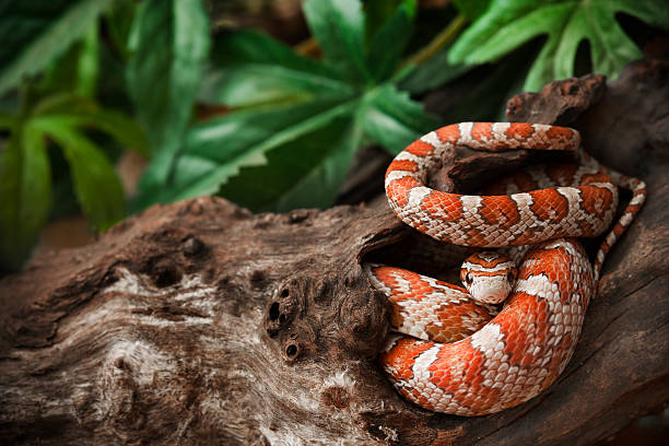 Corn-snake-boarding
