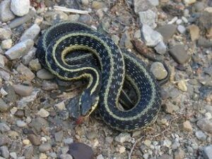 Garter-snake-boarding