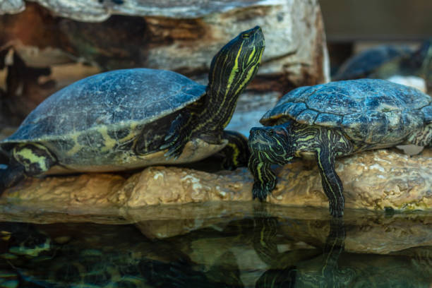 Red-eared-terrapin-boarding