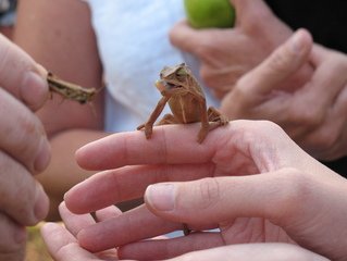 chameleon-home-boarding
