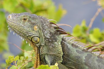 Green-iguana-home-boarding