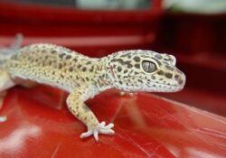 Leopard-gecko-boarding