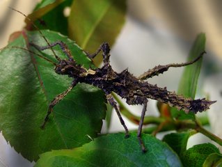 Stick-insect-home-boarding