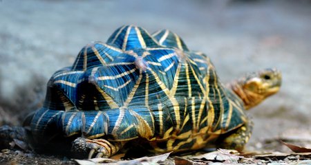 Pet-tortoise-home-boarding