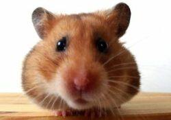 Pet hamster care