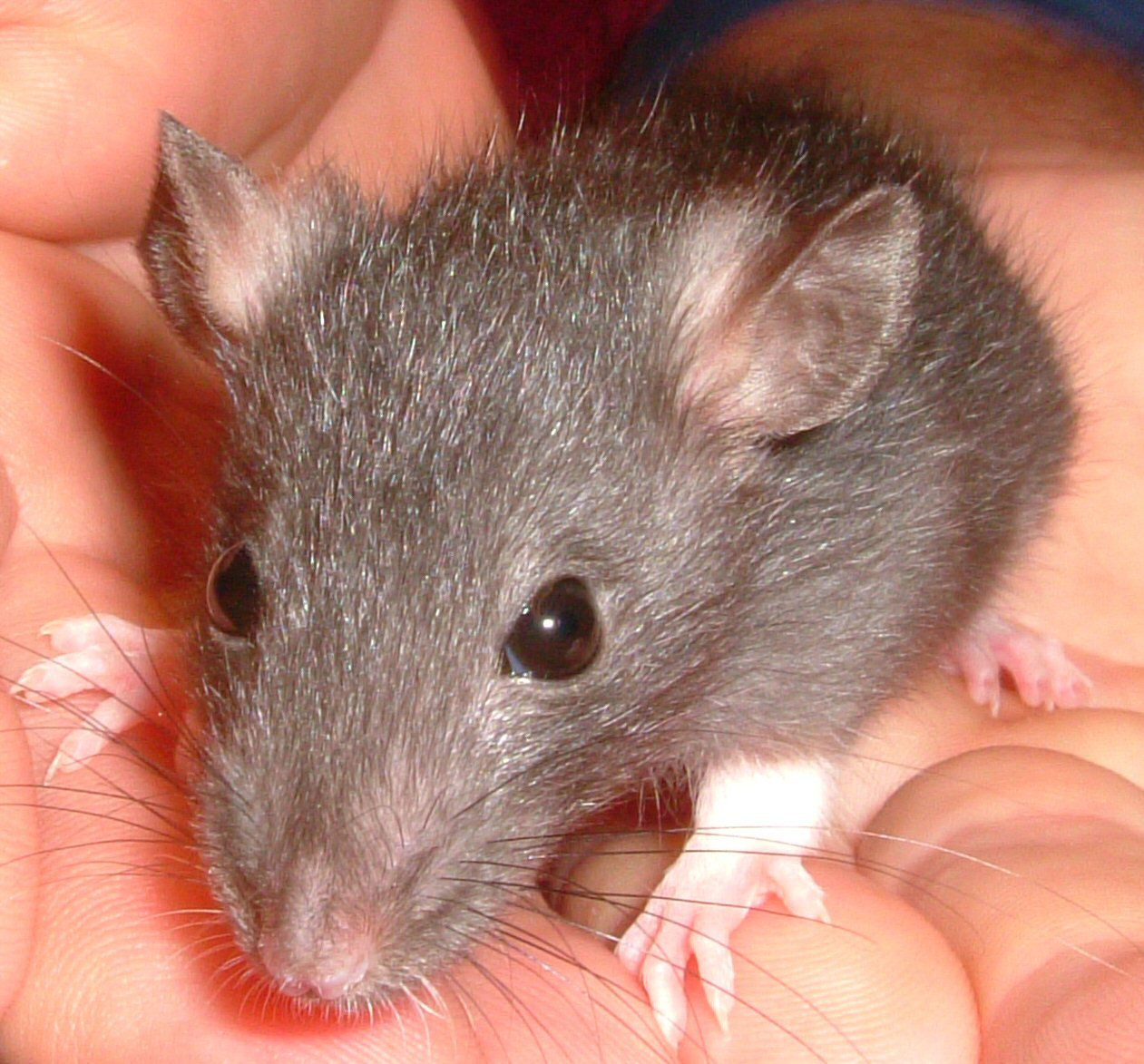 Looking after pet rats